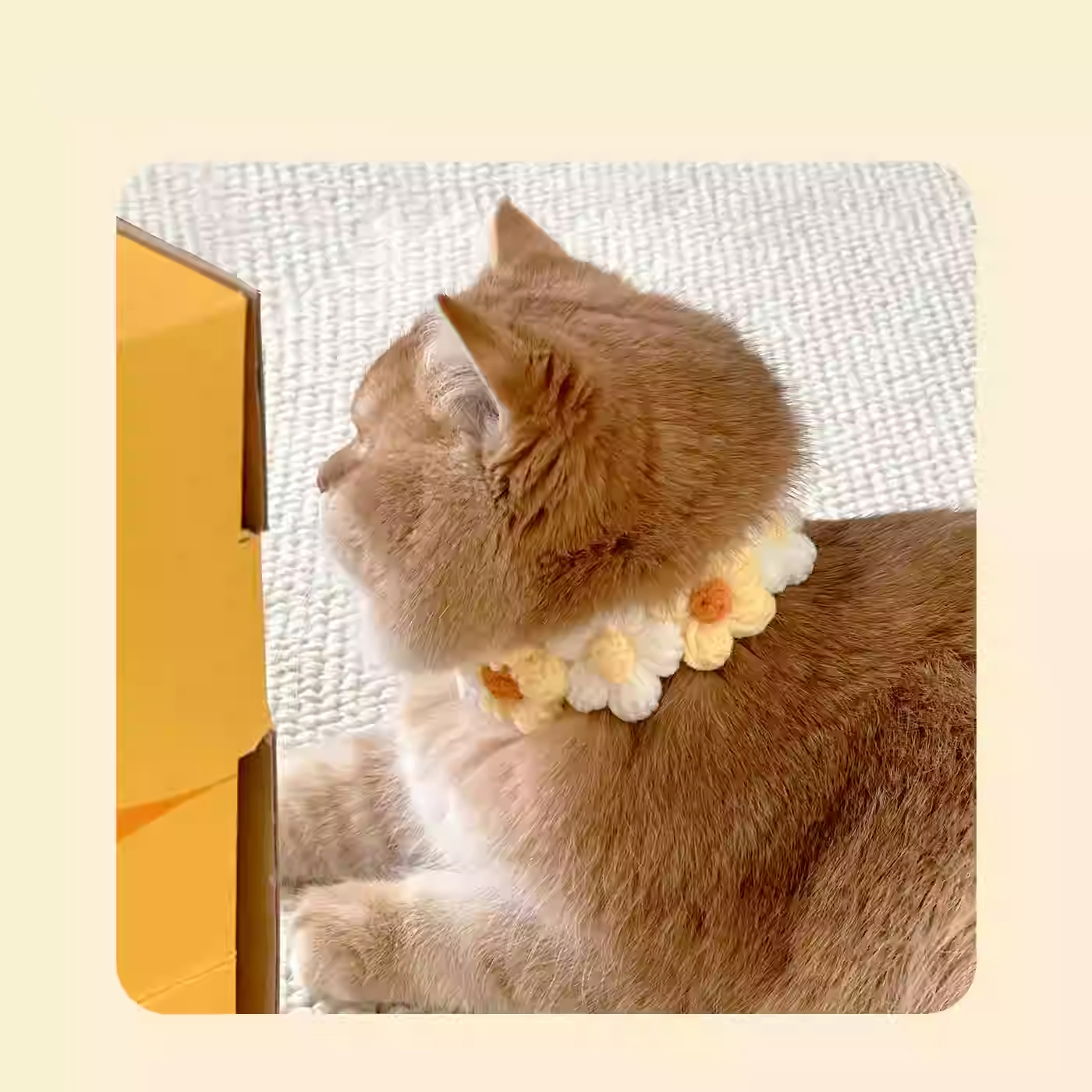 Polka Dot Pet Bow Tie