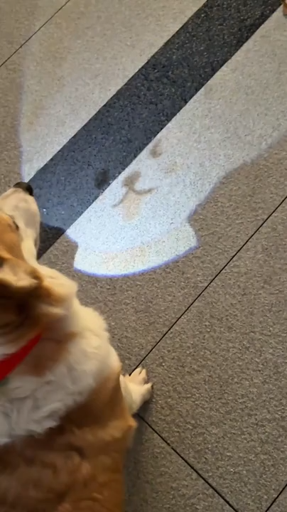 Night Dog Walking Light