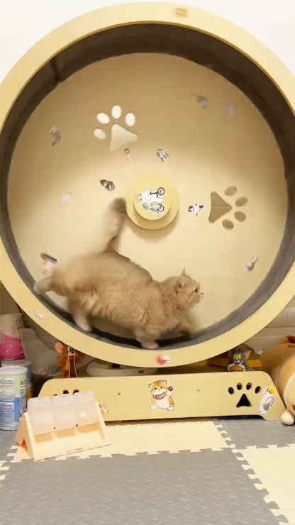 Cat Treadmill – Interactive Exercise Wheel for Indoor Cats