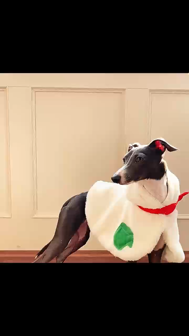 Christmas Snowman Pet Cape