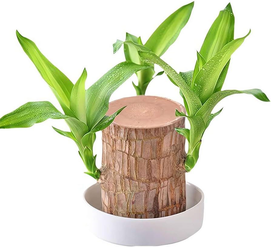 🌳Brazilian Wood🌳 - Your Lucky, Air-Purifying Plant 🌿🍀