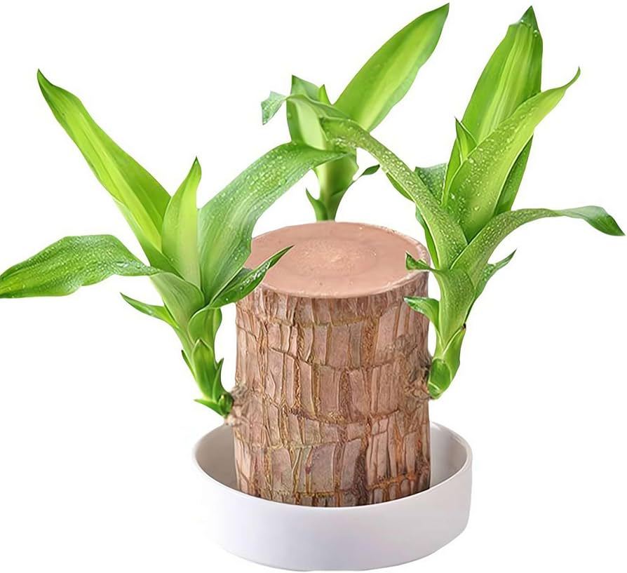 🌳Brazilian Wood🌳 - Your Lucky, Air-Purifying Plant 🌿🍀