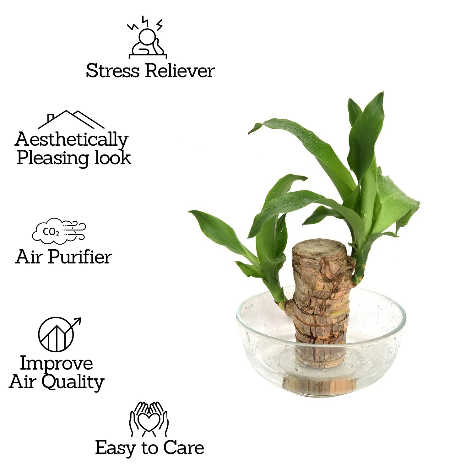 🌳Brazilian Wood🌳 - Your Lucky, Air-Purifying Plant 🌿🍀