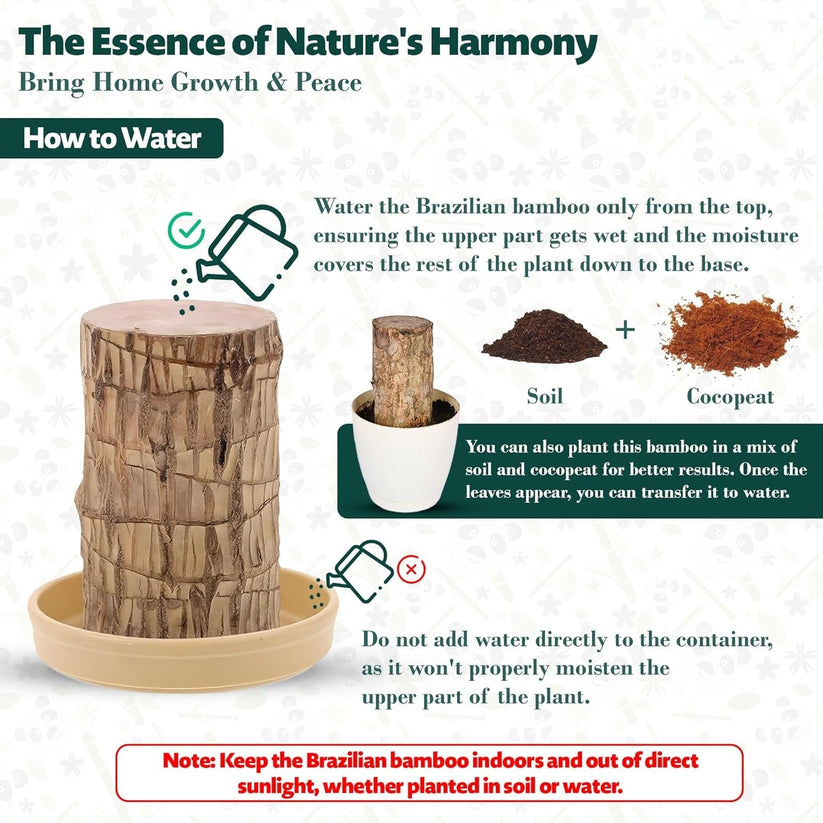 🌳Brazilian Wood🌳 - Your Lucky, Air-Purifying Plant 🌿🍀