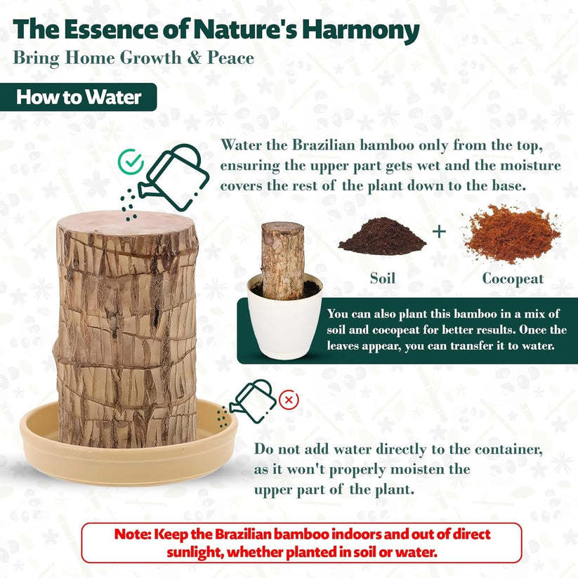 🌳Brazilian Wood🌳 - Your Lucky, Air-Purifying Plant 🌿🍀