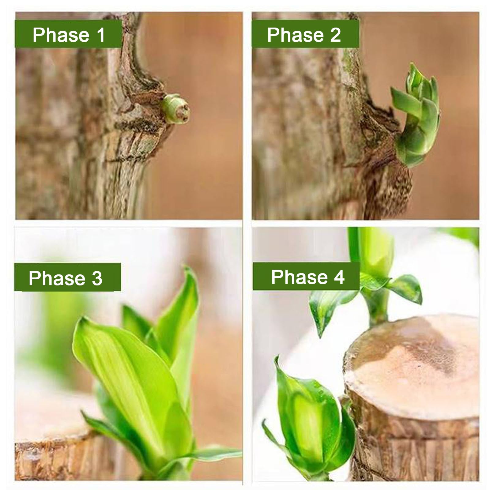 🌳Brazilian Wood🌳 - Your Lucky, Air-Purifying Plant 🌿🍀