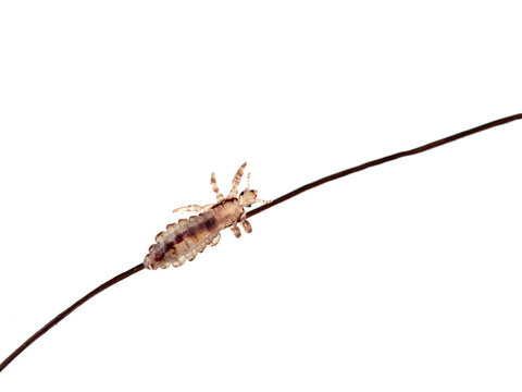 Lice Killer