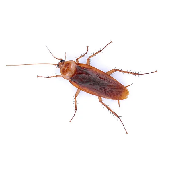 Cockroach Killer