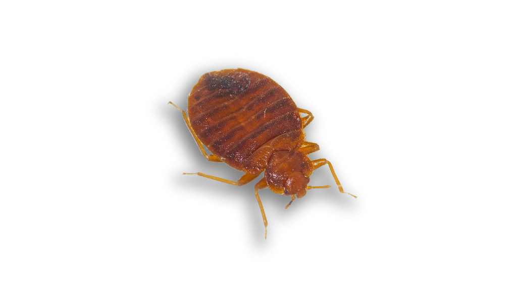 Bed Bug Killer