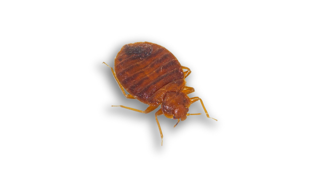 Bed Bug Killer