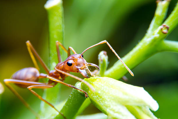 Fire Ant Killer