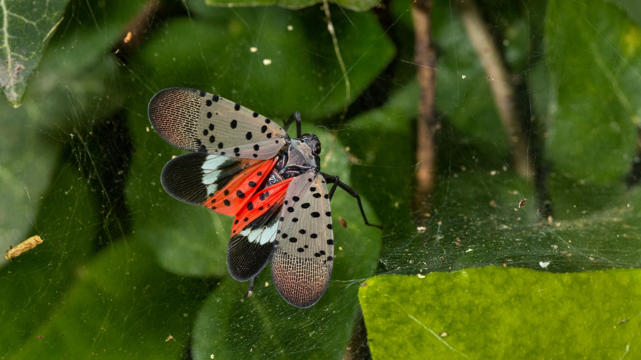 Spotted Lantern Fly Killer