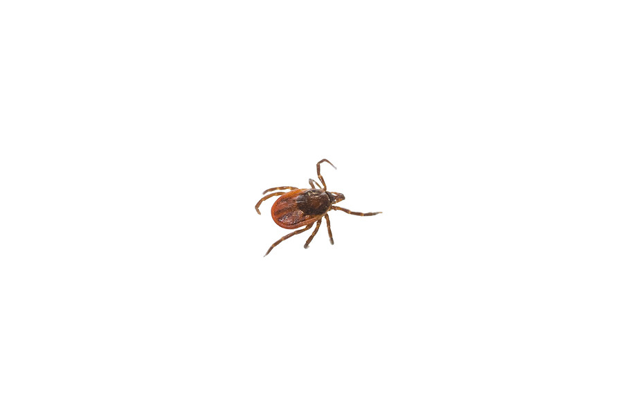 Flea Removal and Tick Killer 
