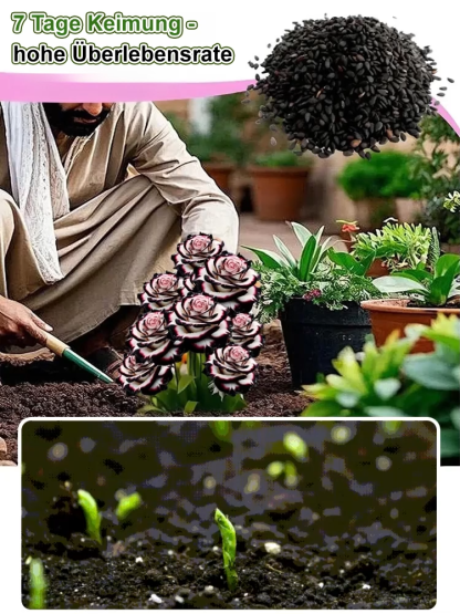 Mehrköpfige gefleckte Rosensamen