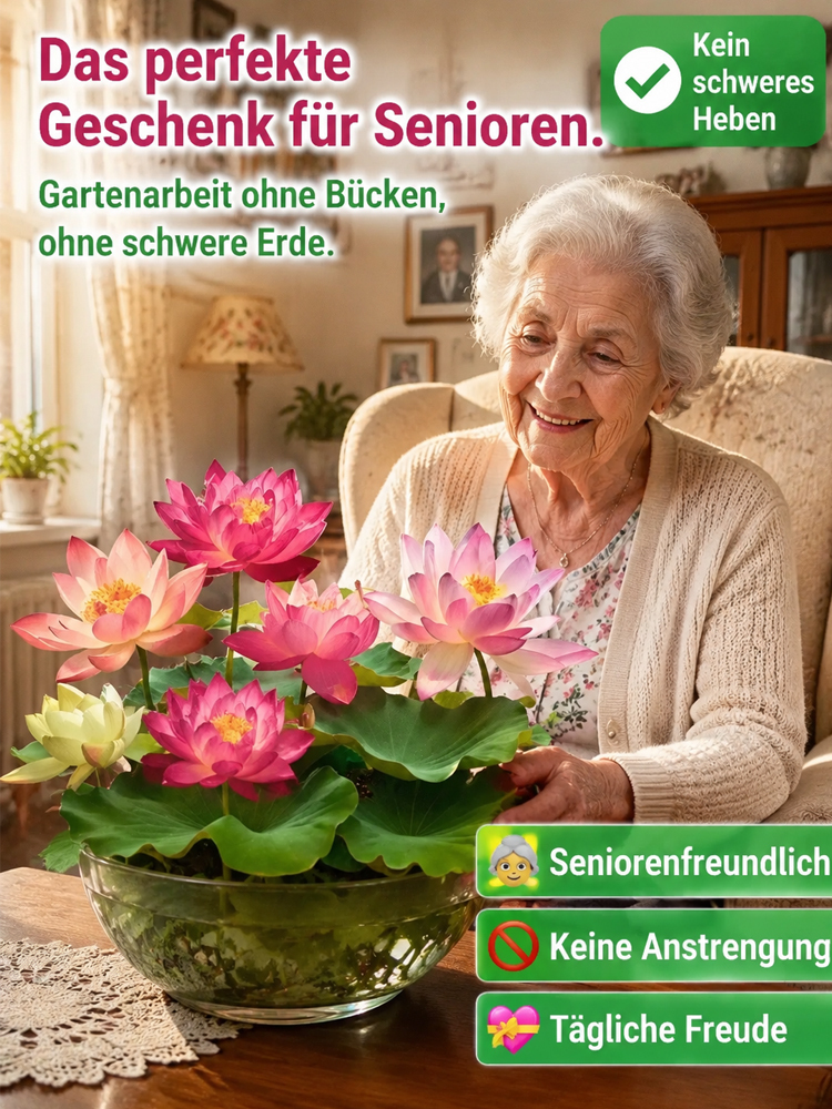 [Nach 7 Tagen sprießen grüne Keime, und nach 30 Tagen blüht es.]  Hydroponische Lotussamen ✨ Natürliche Aromatherapie