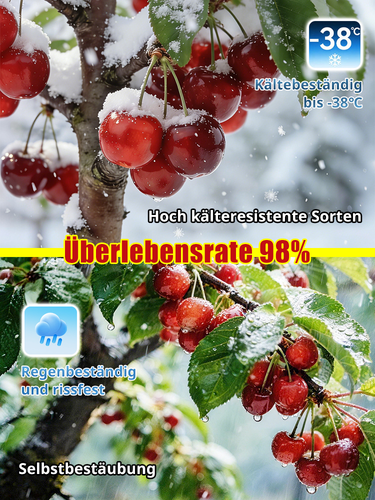 Premium 'Regina' Süßkirschen-Baum (2-jährig) – Selbstbefruchtend, winterhart & Ernte schon im Mai! Bis zu 50kg Ertrag, extrem saftig!