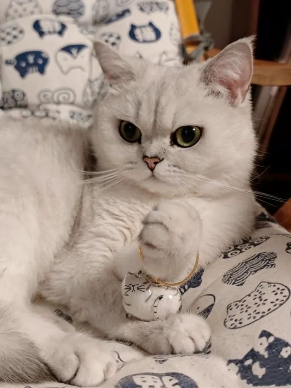 Fur-ever Loved Cat Hair Memorial Pendant