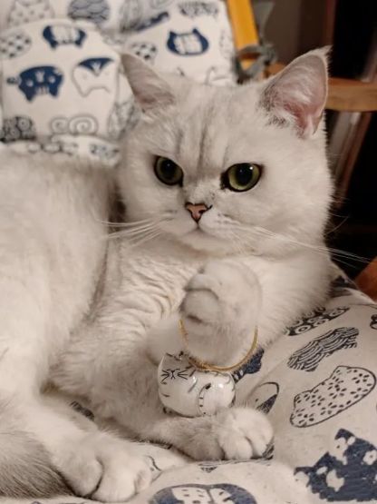 Fur-ever Loved Cat Hair Memorial Pendant