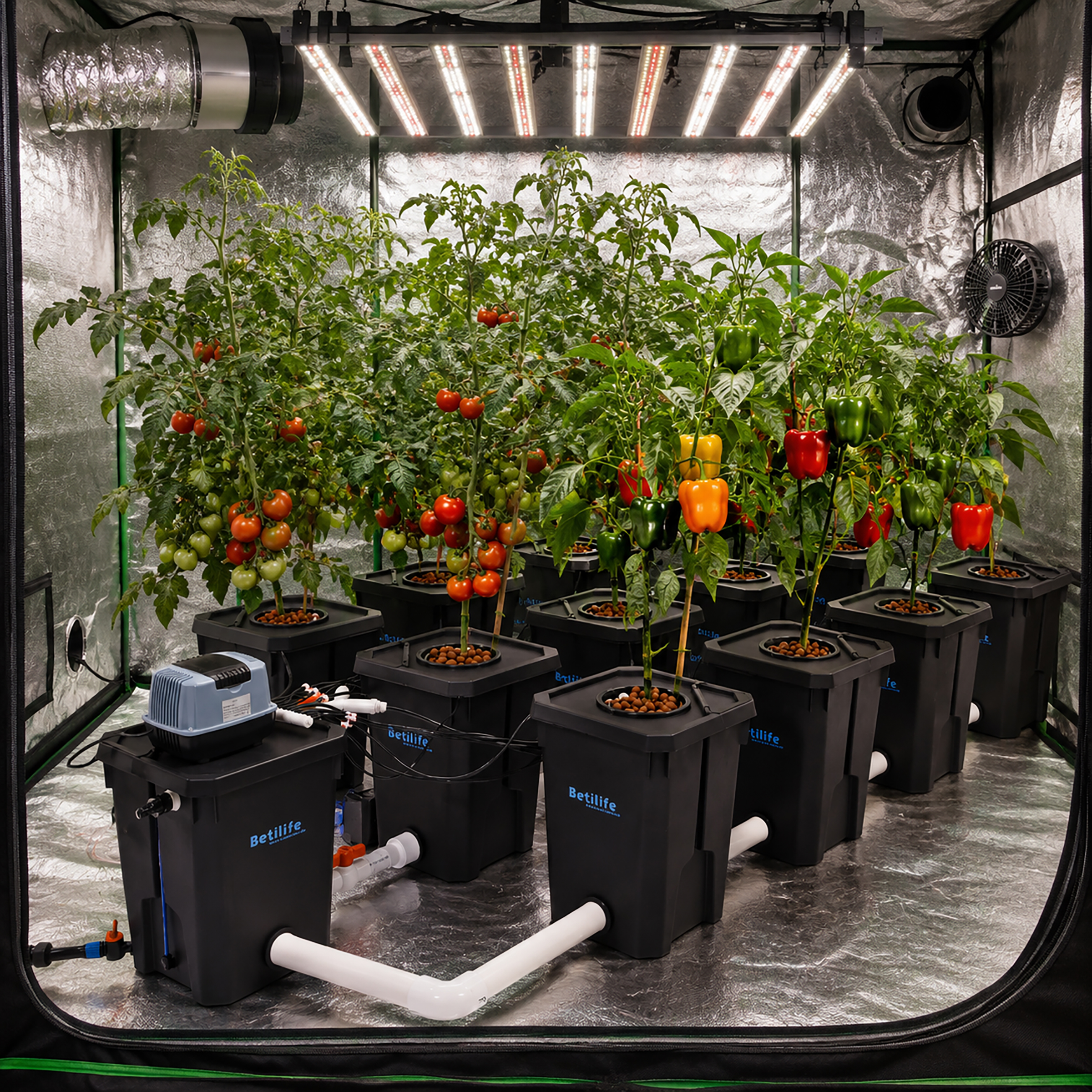 Betilife 12 Buckets RDWC Hydroponic System 7 Gallon 27L Planting Scene Inside Greenhouse Tent