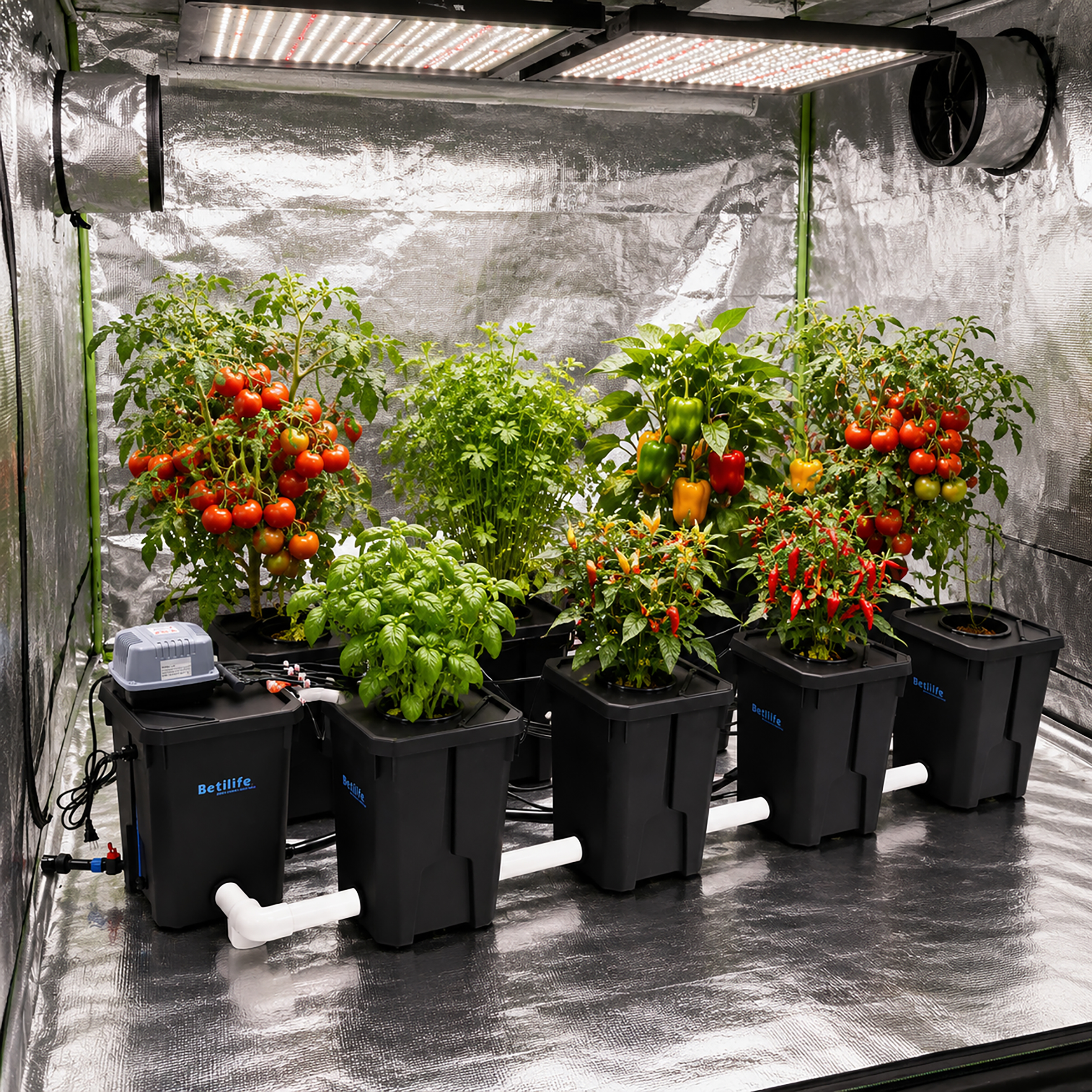 Betilife 8 Buckets RDWC Hydroponic System 7 Gallon 27L Planting Scene Inside Greenhouse Tent