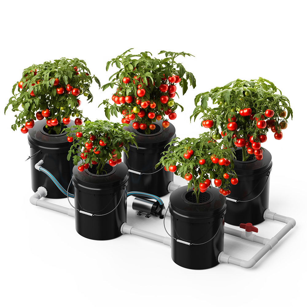 Image showing the effect of planting a 5-Gallon/16L Buckets RDWC Hydroponic System Set