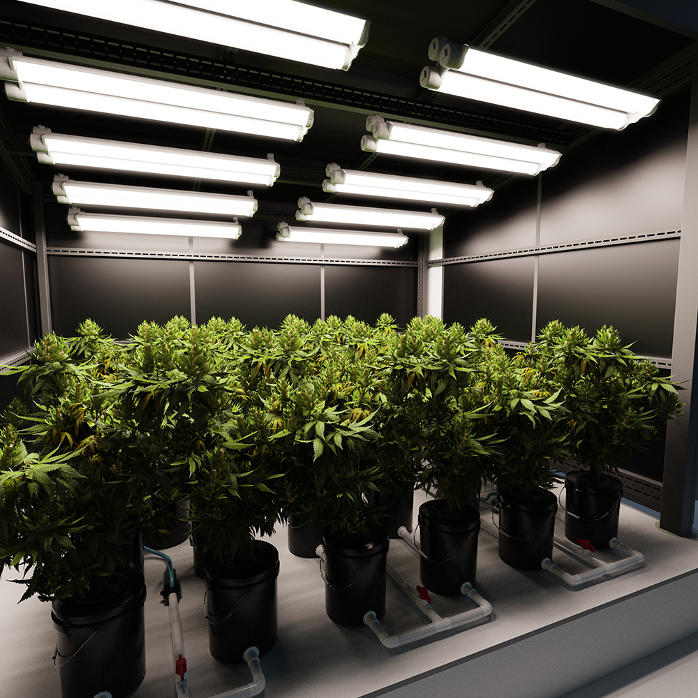 Real-life demonstration image of a 5-Buckets RDWC Hydroponic System Set 5-Gallon/16L for growing cannabis