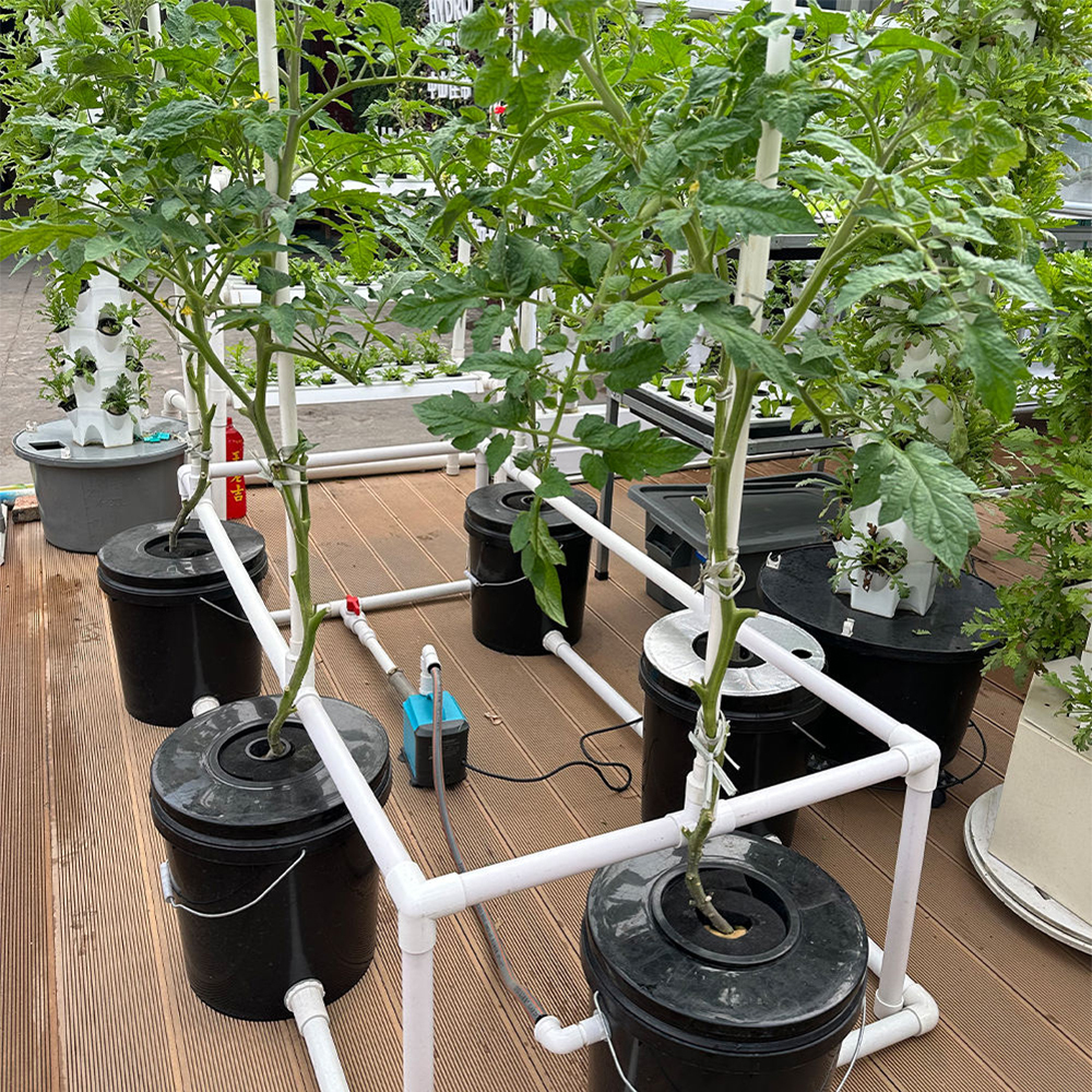 Real-life demonstration image of a 5-Gallon/16L Buckets RDWC Hydroponic System Set growing tomatoes