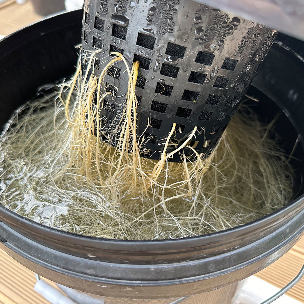 5 Buckets RDWC Hydroponic System Set 5-Gallon/16L planting buckets, showcasing realistic plant root systems
