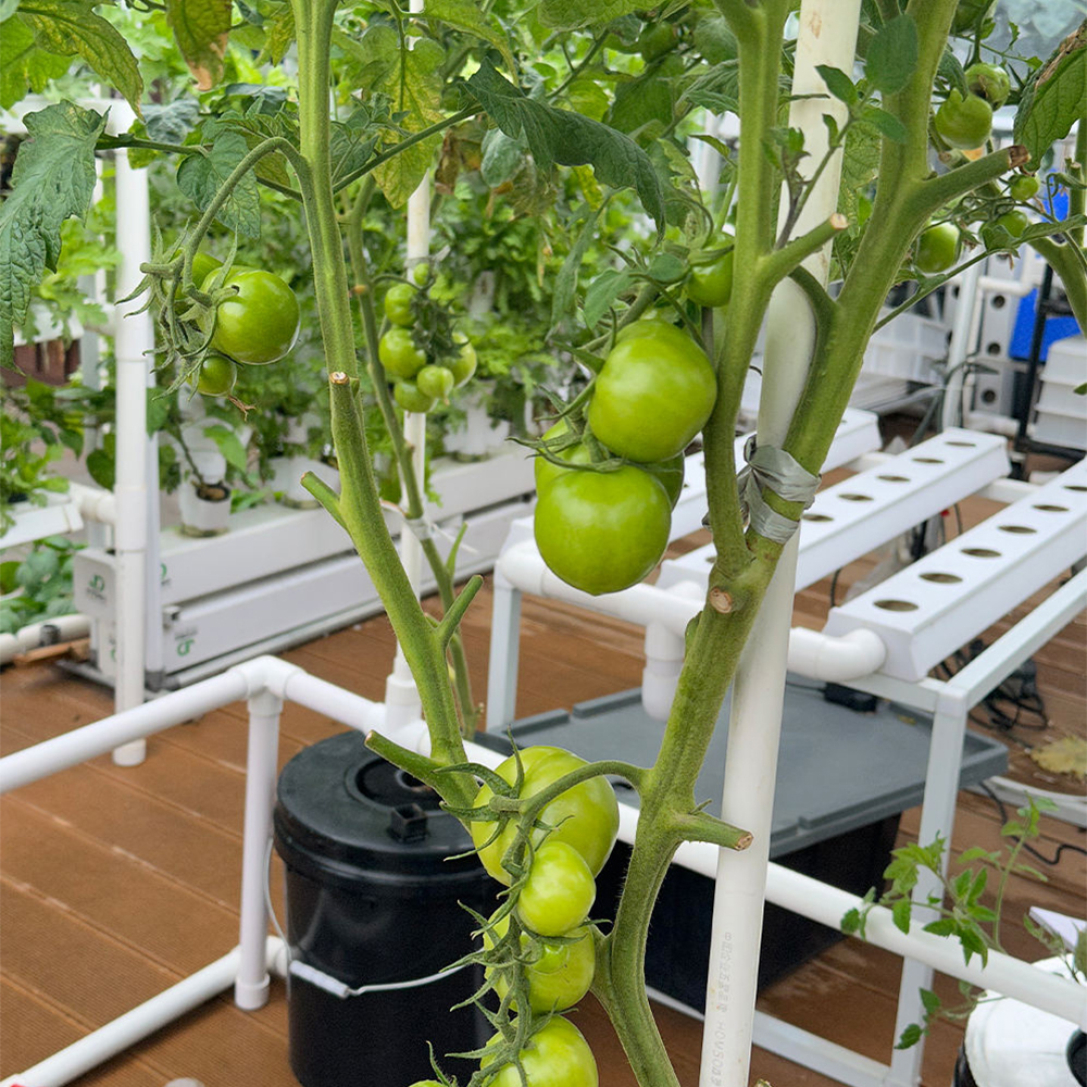 5 Buckets RDWC Hydroponic System Set 5-Gallon/16L: Real-world demonstration of tomato cultivation (Image 2)