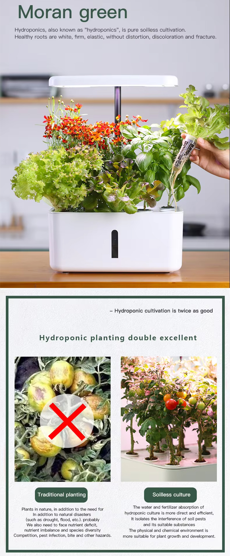Moran green Hydroponics