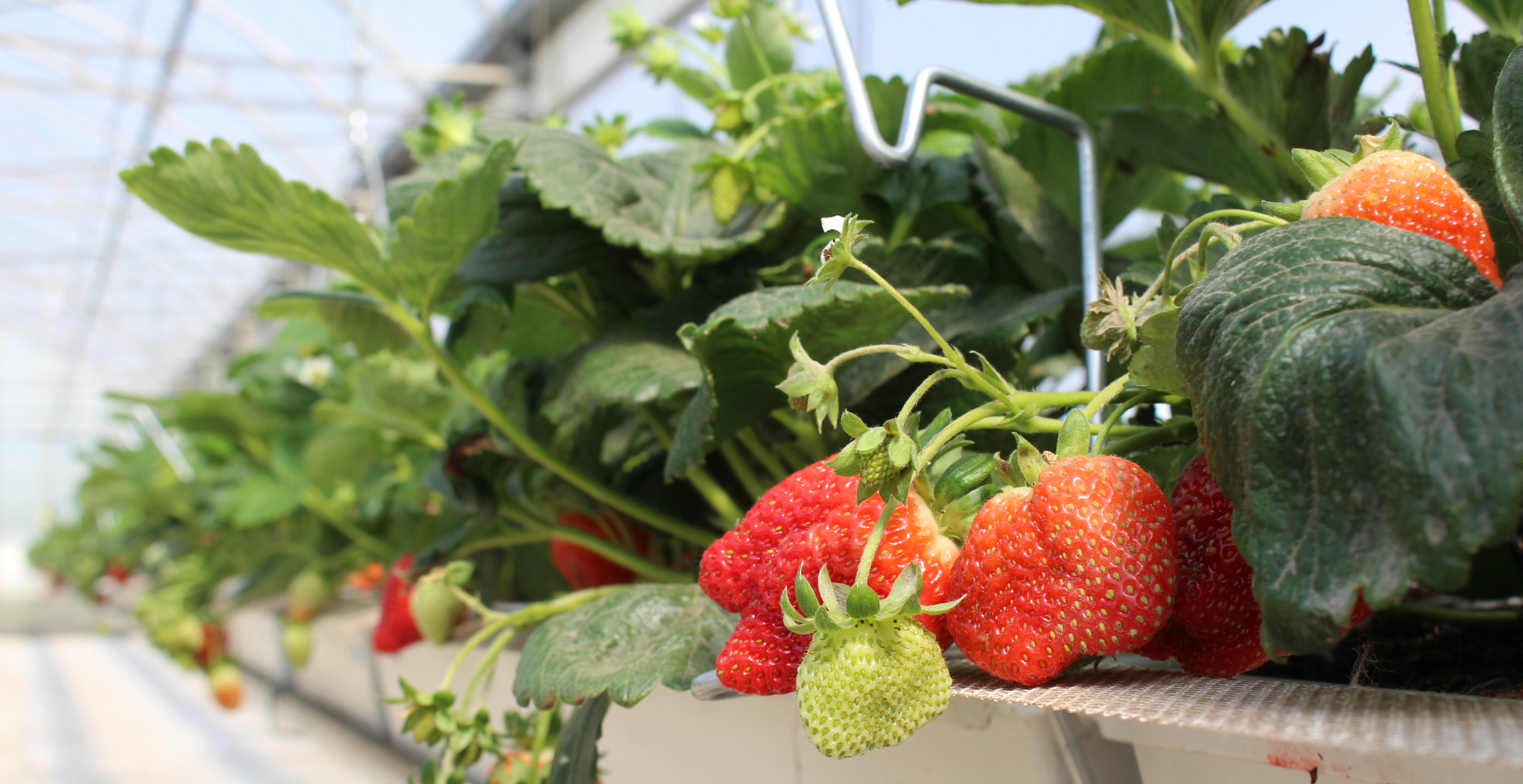 Aeroponic Strawberry