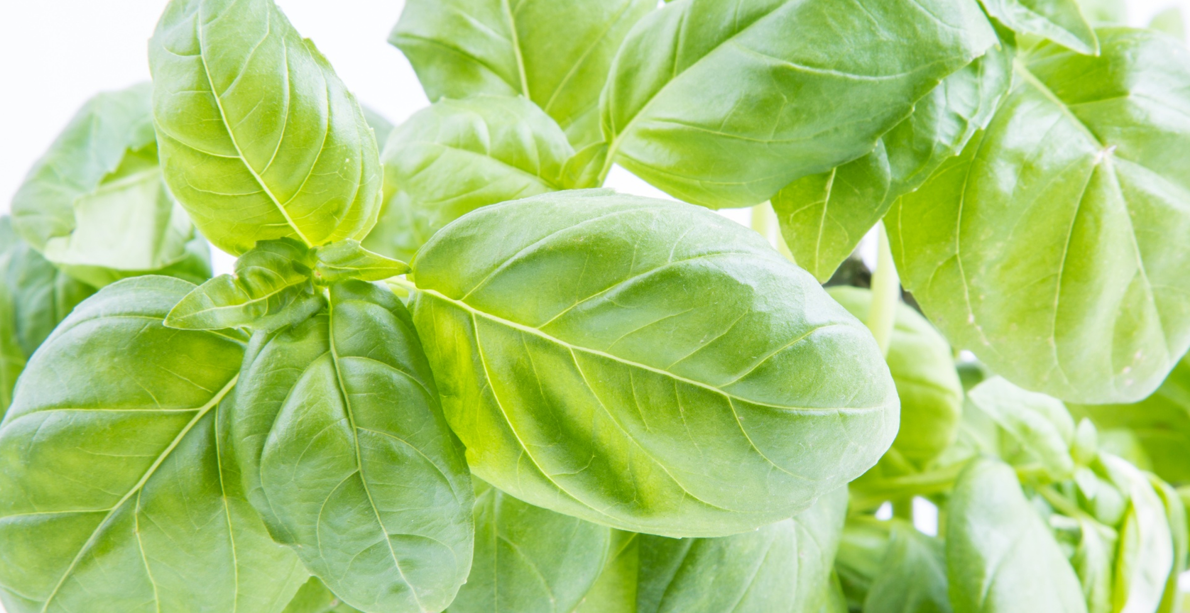 Basil Plant Hydroponics