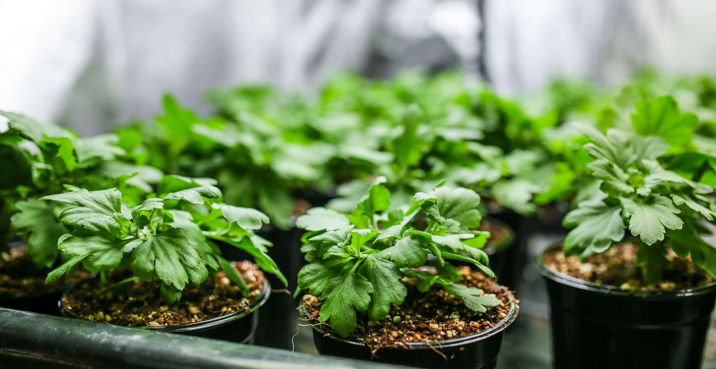 st Nutrients for Deep Water Culture How Often Should I Add Nutrients to DWC