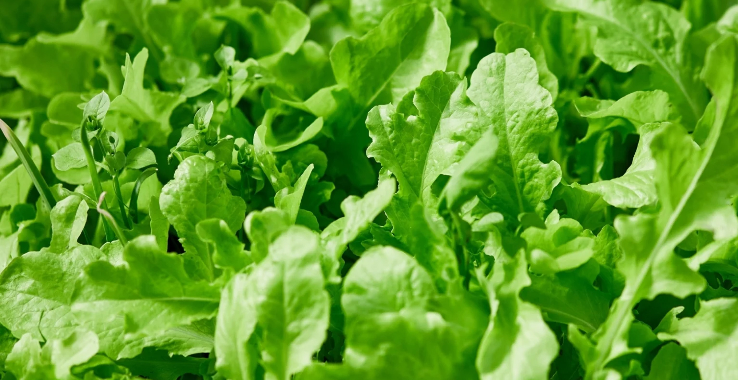 Best Plants for Deep Water Culture -- Leafy Greens