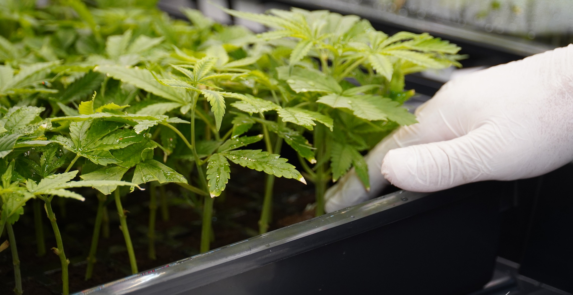 Cannabis Seedling Cultivation