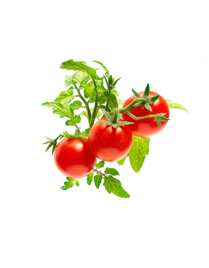 {"default":"Cherry Tomatoes"}
