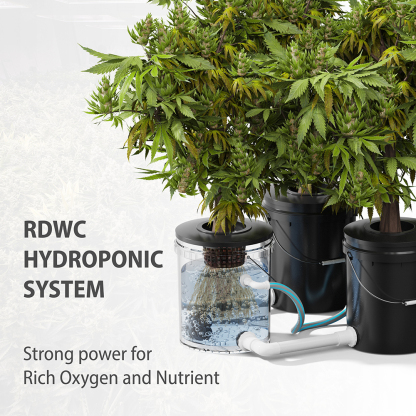 9-Bucket Dutch Bucket Hydroponic System: Strong Power for Rich Oxygen and Nutrients, Suitable for Cannabis Cultivation