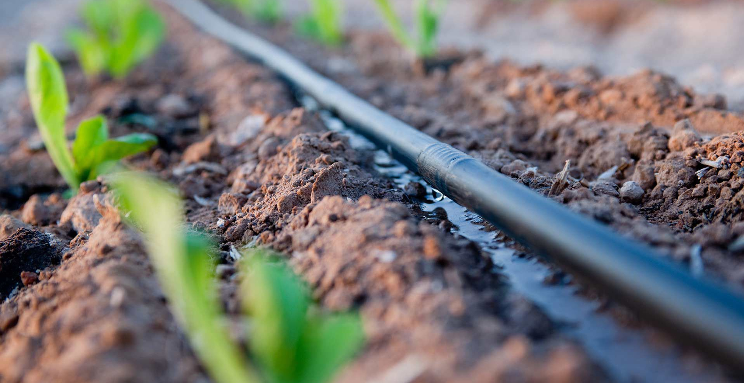Drip Irrigation Disadvantages