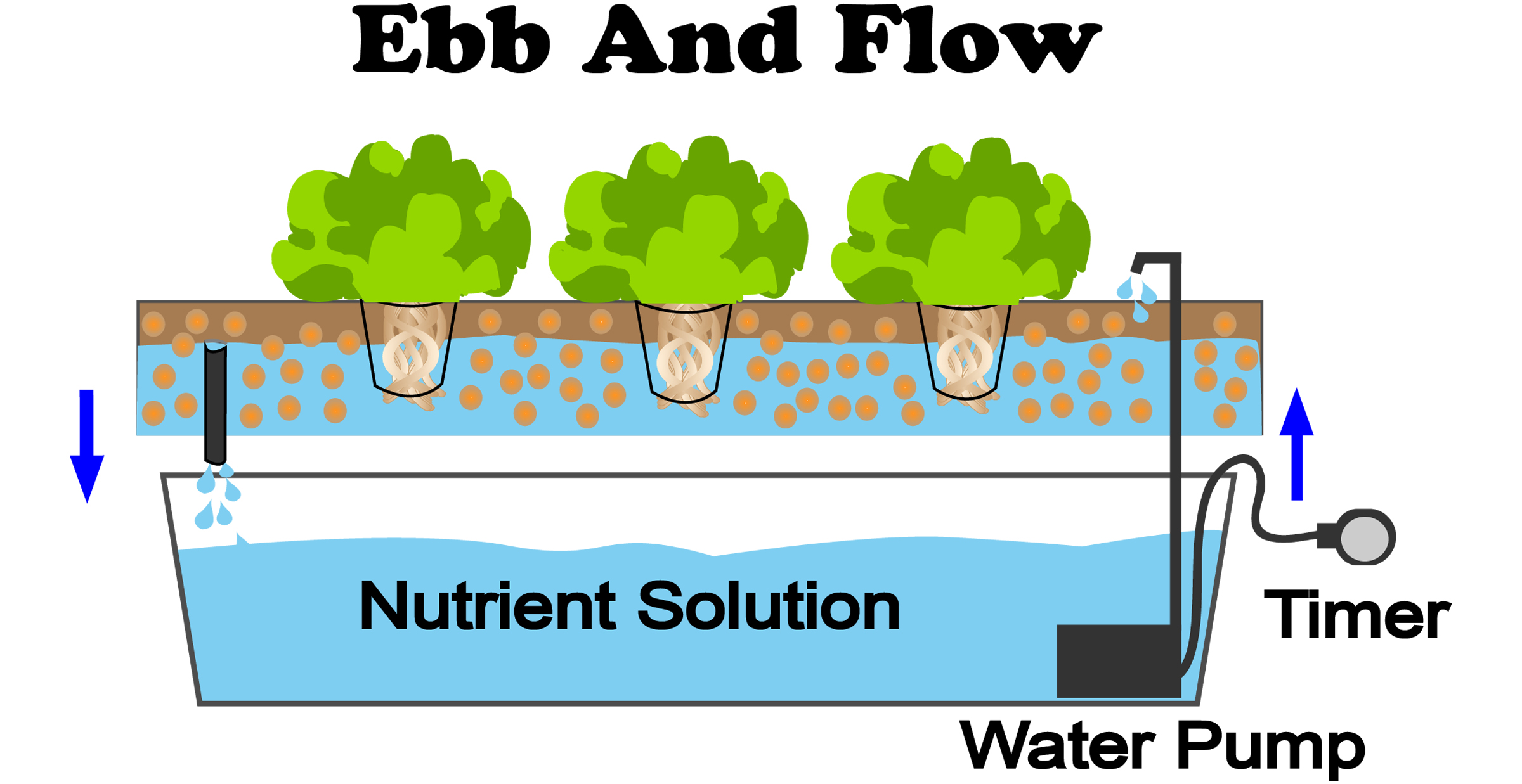 Ebb and Flow (Flood and Drain) Hydroponics System