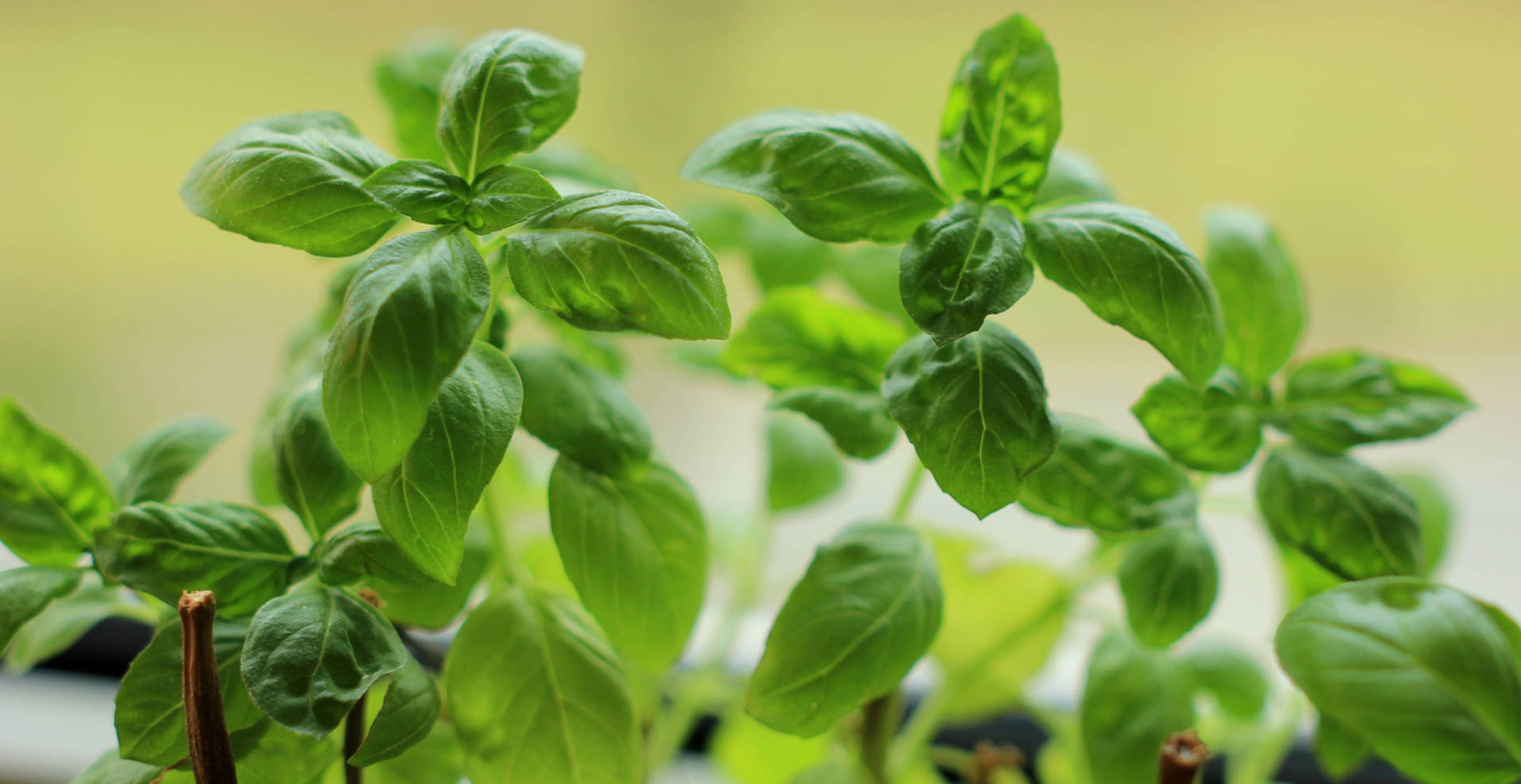 Growing Basil Indoors Hydroponic