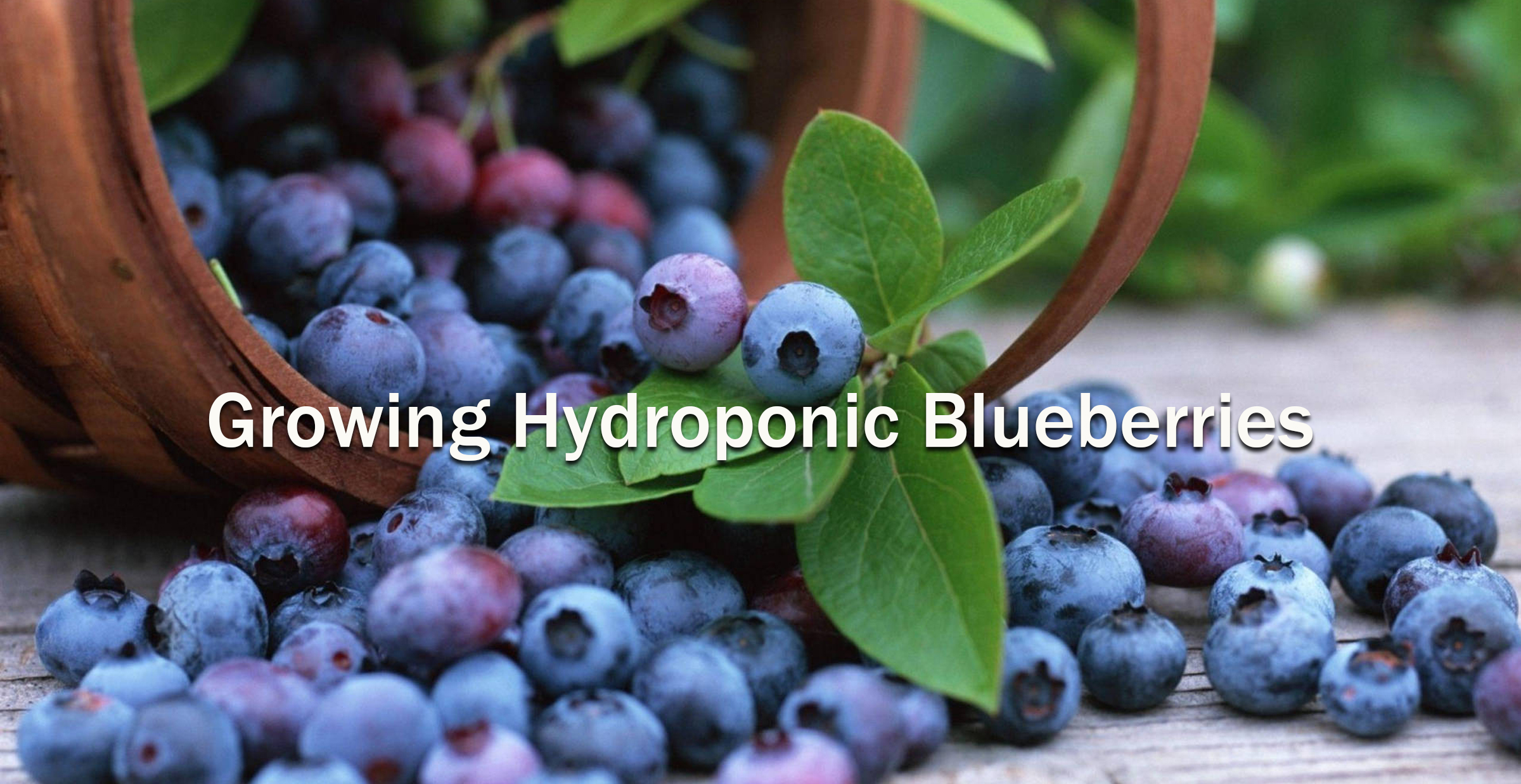 Growing Hydroponic Blueberries
