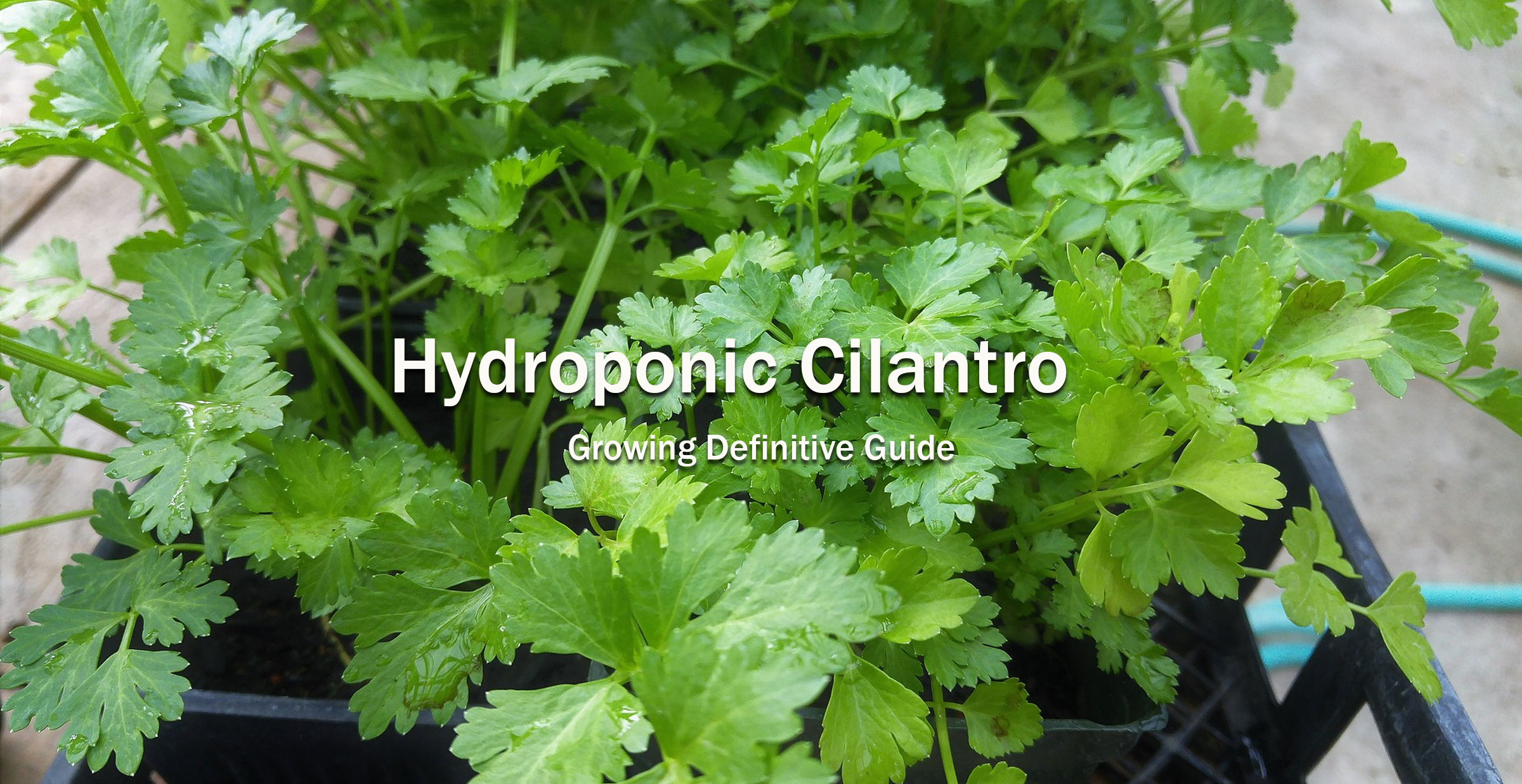 Growing Hydroponic Cilantro: A Definitive Guide