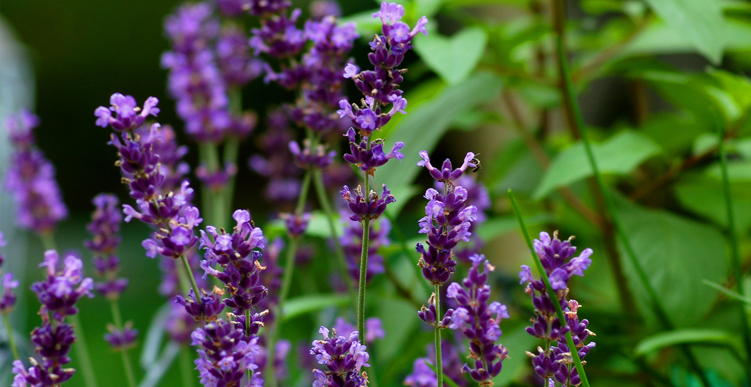 What is Hydroponic Lavender in Water