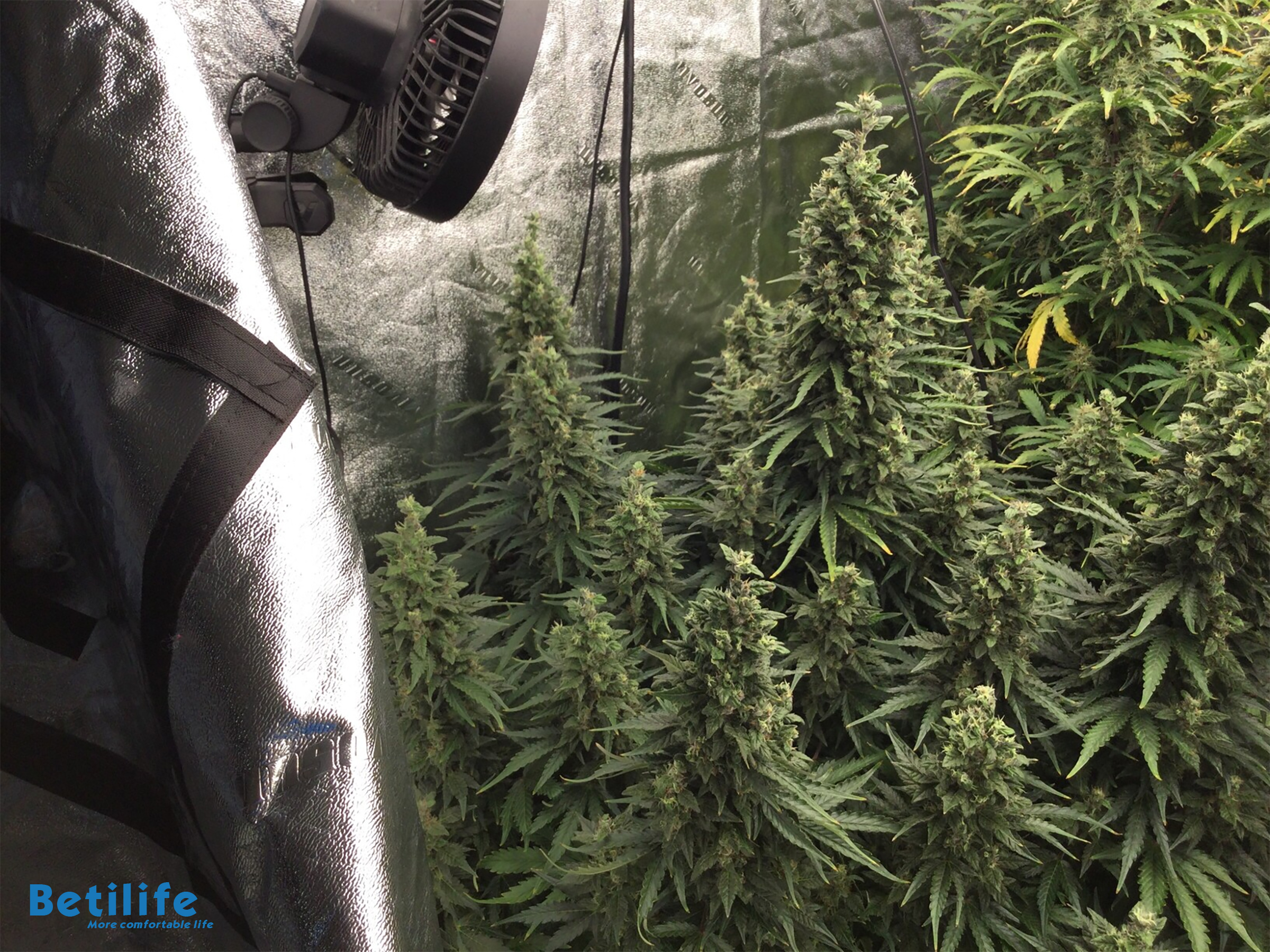 Growing cannabis using the BetiLife&trade; RDWC Hydroponic System (inside a tent)