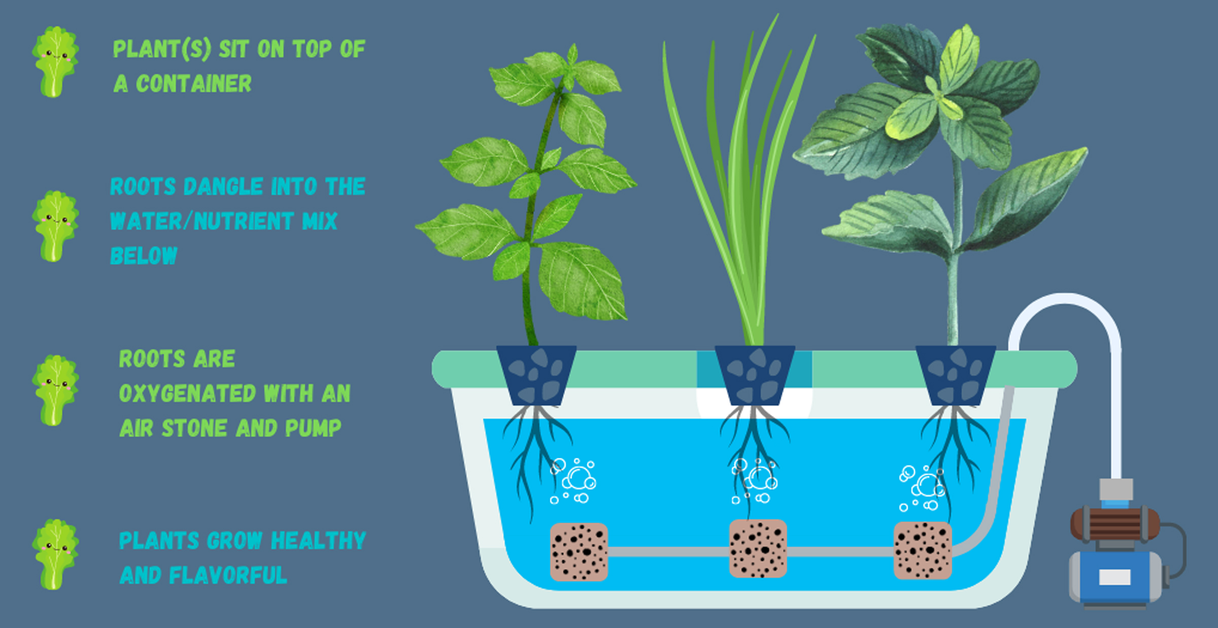 How Deep Water Culture Hydroponic Systems Work