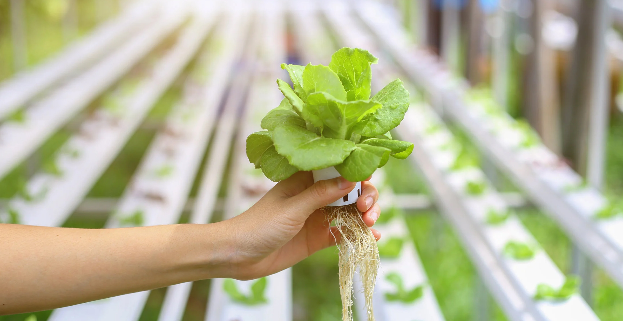 Growing Lettuce Hydroponically