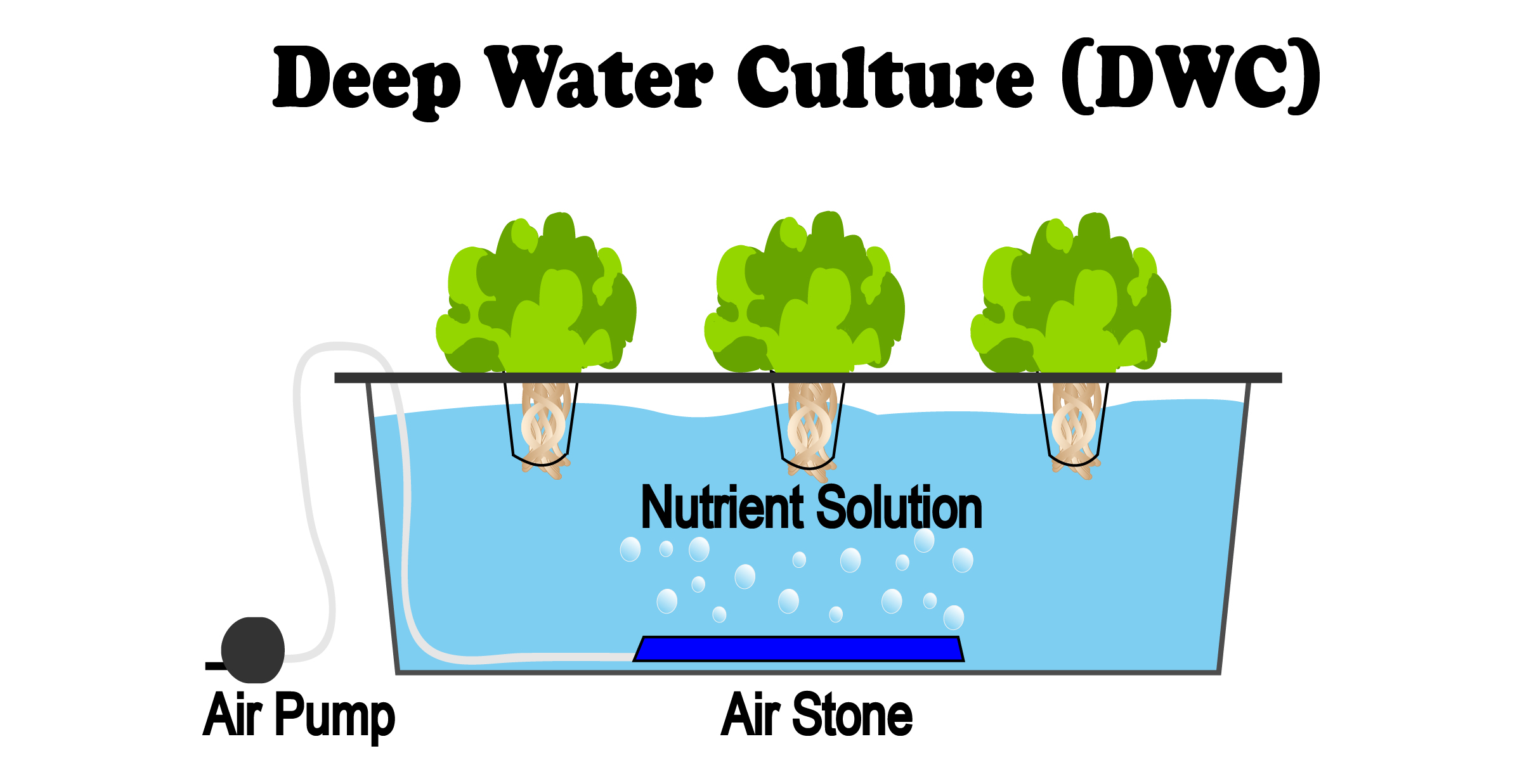 How does Deep Water Culture Work