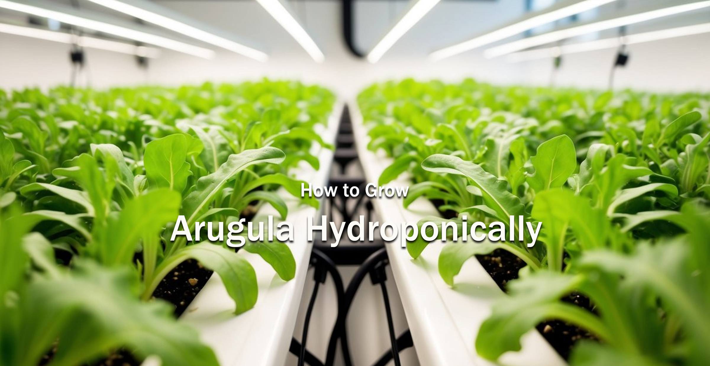 How to Grow Arugula Hydroponically