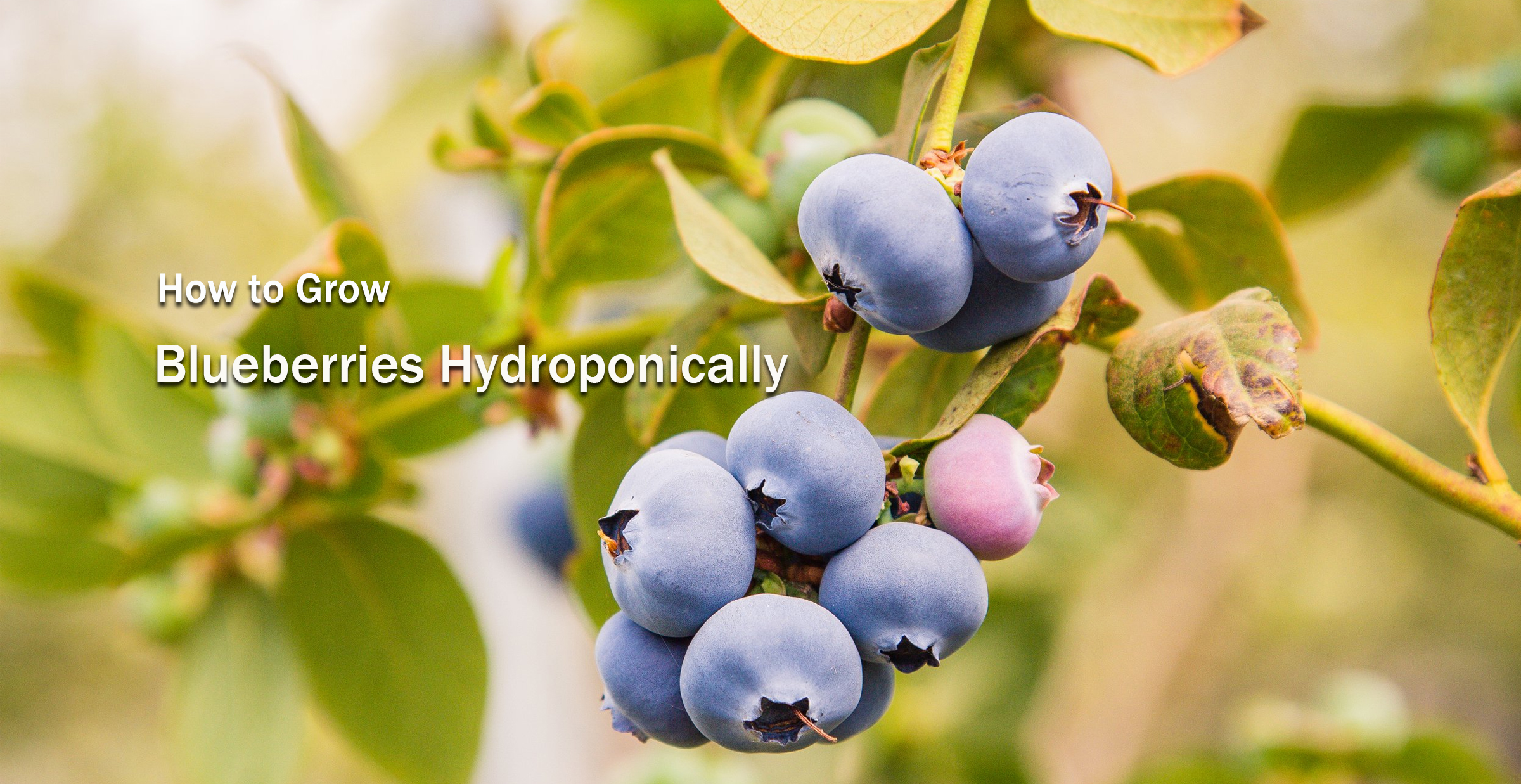 How to Grow Blueberries Hydroponically