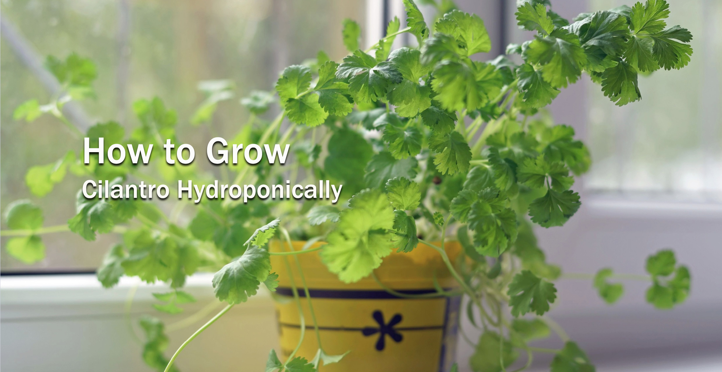 How to Grow Cilantro Hydroponically